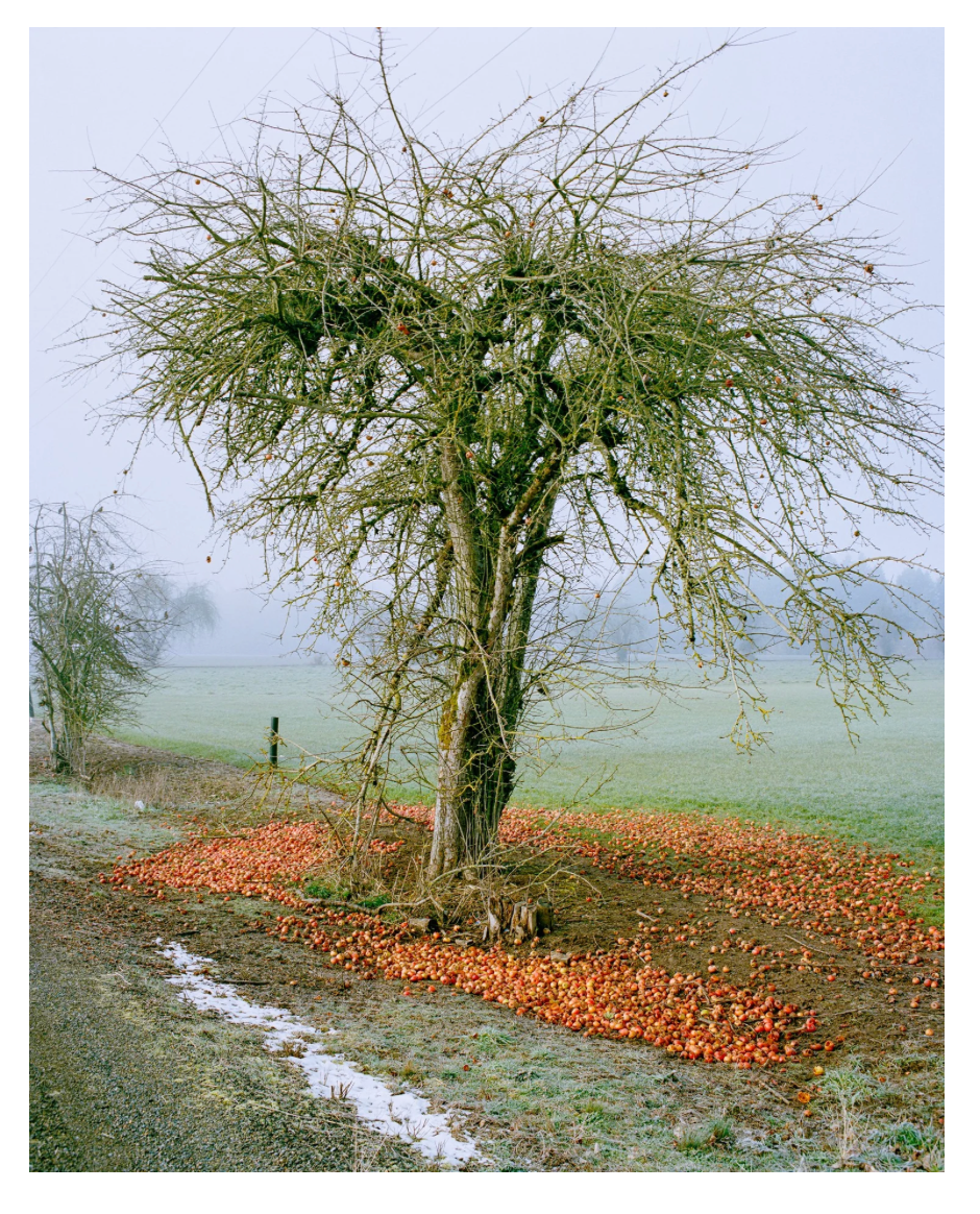 Apple tree with bare branches on a misty field