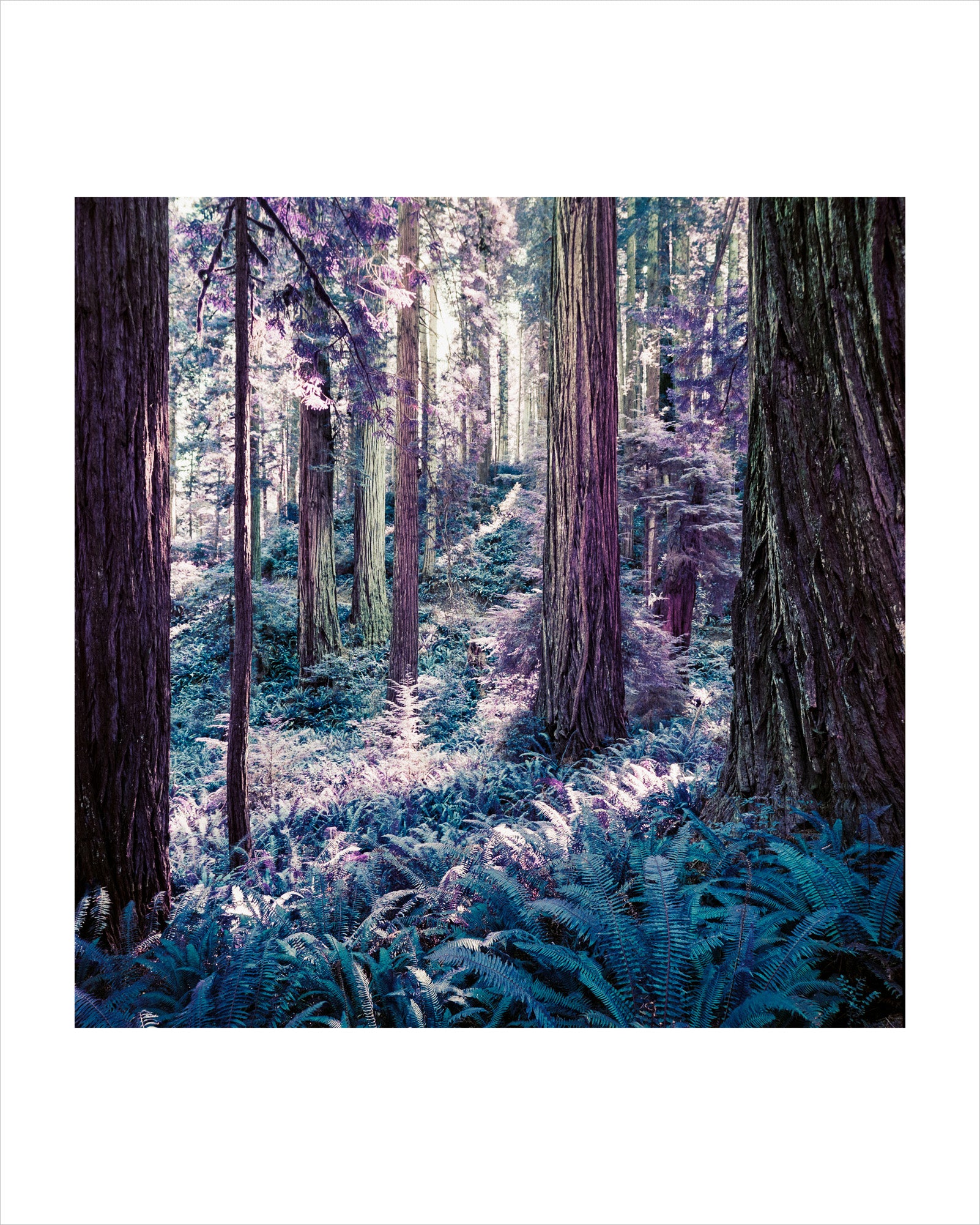 Brian Lincoln - Redwoods