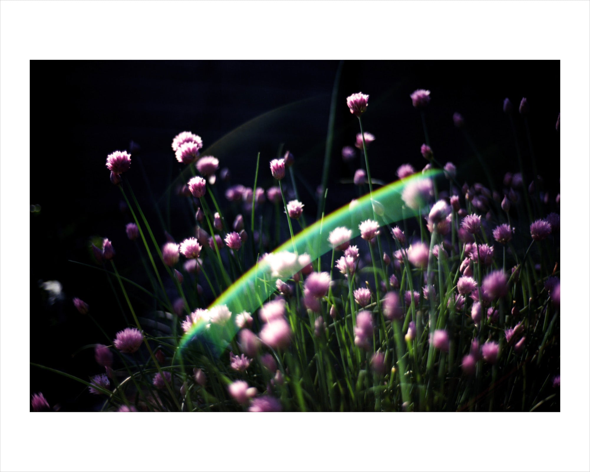 George Cutright - Chives