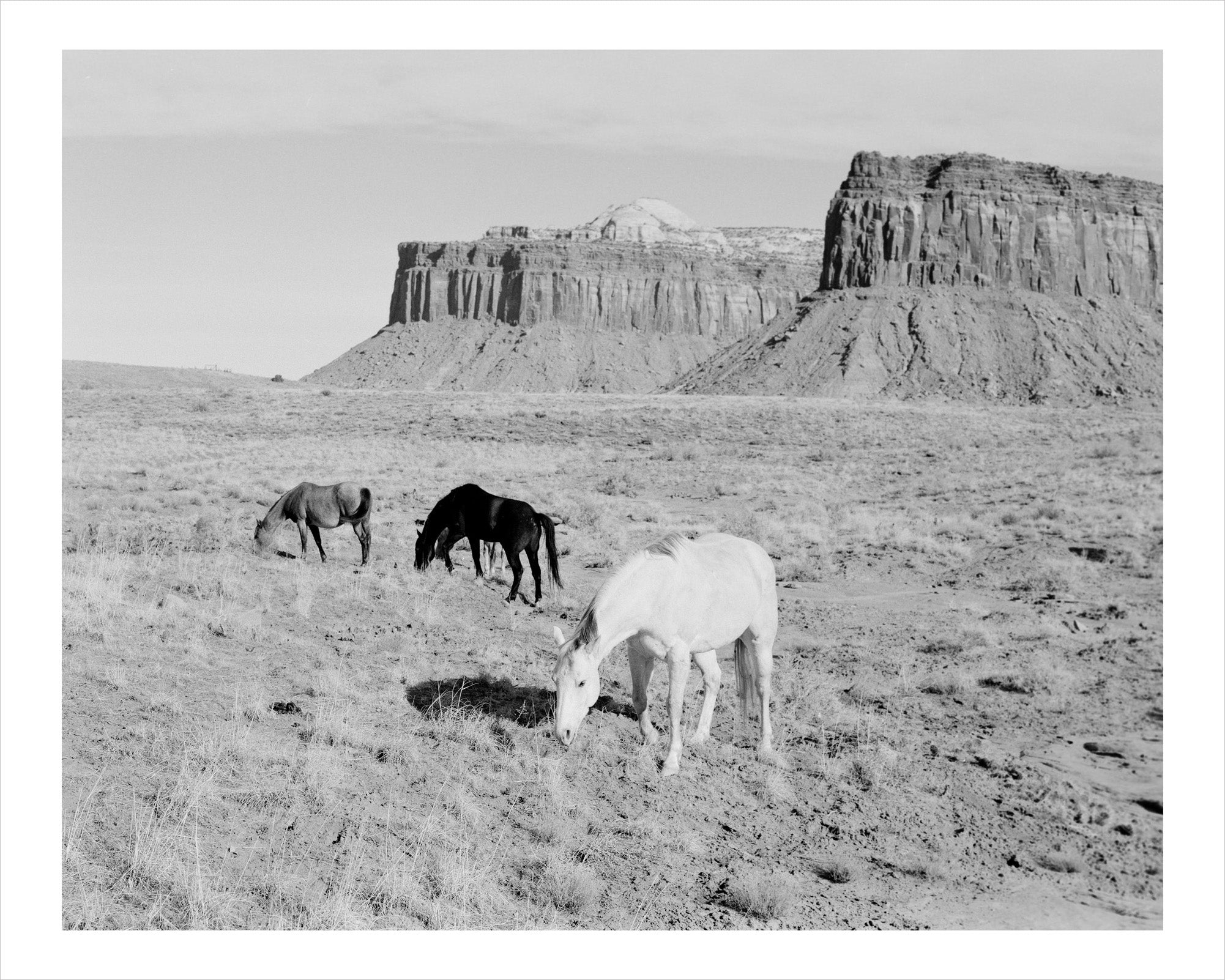 Isabelle Baldwin - Horses