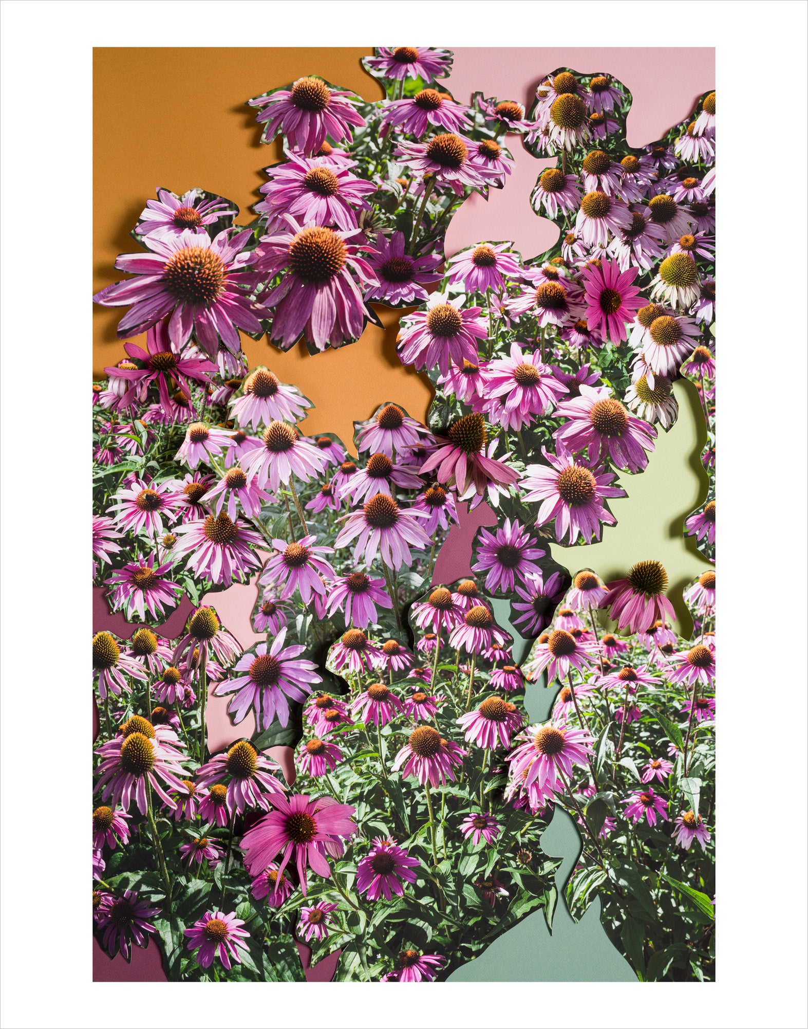 Teresa Christiansen - Echinacea